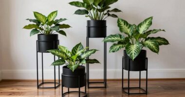 organized indoor plant display