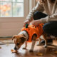 15 Best Halloween Costumes for Pets in 2027